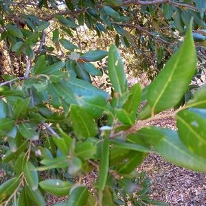 Oak Leaves For Pet Substrate Bedding Material